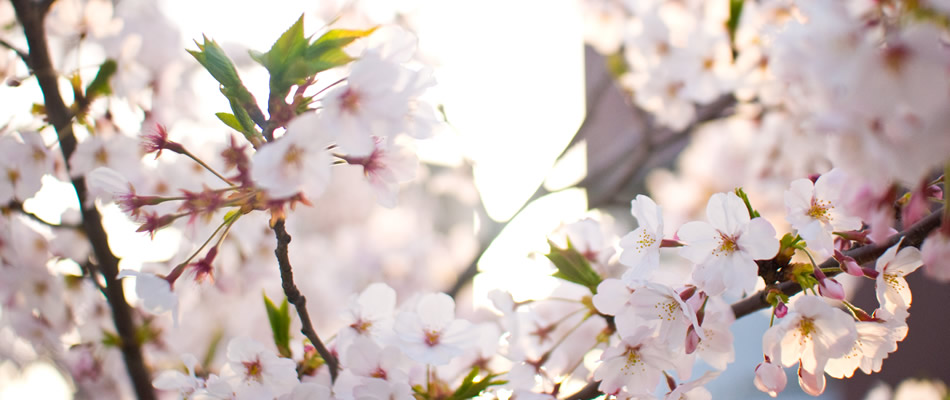 つばさ共同保育園TOP03